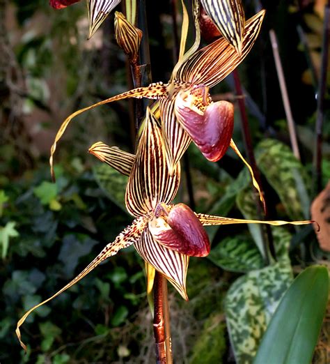 Cultivating and Caring for Luy Magical Orchids: Tips and Tricks